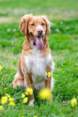 Bir çayırda bir sürü sarı çiçekli güzel kahverengi bir köpek.