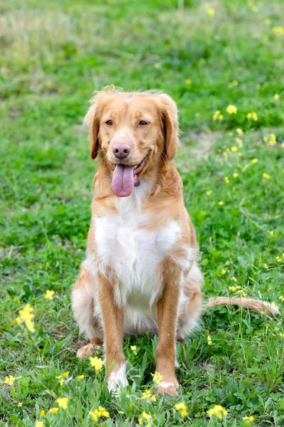 Mooie Bruine Breton Hond Een Weiland Met Veel Gele Bloemen — Stockfoto