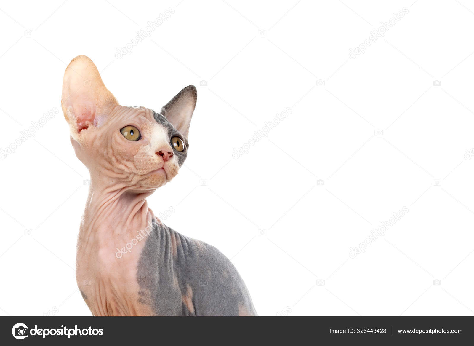 Slim Cat Hair Sphinx Cat Isolated White Background Stock Photo by ©Gelpi 326443428 Slim Cat Hair Sphinx Cat Isolated White Background Stock Photo by ©Gelpi 326443428