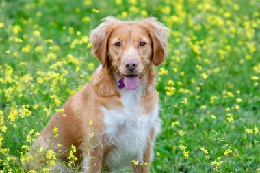 Bir çayırda bir sürü sarı çiçekli güzel kahverengi bir köpek.
