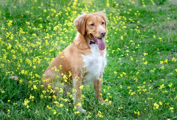 Beautiful Brown Breton Dog Meadow Many Yellow Flowers — Stock Photo, Image