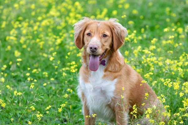 Bir Çayırda Bir Sürü Sarı Çiçekli Güzel Kahverengi Bir Köpek — Stok fotoğraf