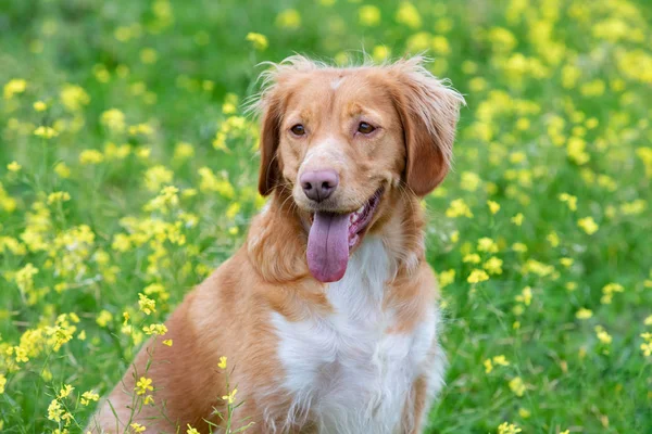 Hermoso Perro Bretón Marrón Prado Con Muchas Flores Amarillas — Foto de Stock