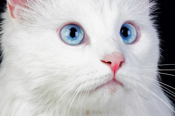 Очаровательный Персидский Кот Голубыми Удивительными Глазами Белом Фоне — стоковое фото