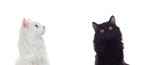 Gatos Persas Negros Blancos Con Ojos Marrones Azules Aislados Sobre —  Fotos de Stock