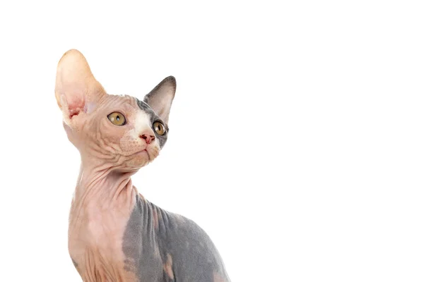 Slanke Kat Zonder Haar Sfinx Kat Geïsoleerd Een Witte Achtergrond — Stockfoto