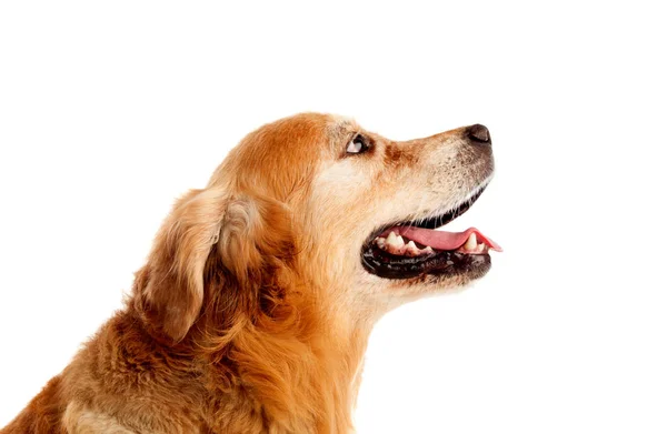 Beyaz Arka Plan Üzerinde Izole Studio Güzel Golden Retriever Köpek — Stok fotoğraf