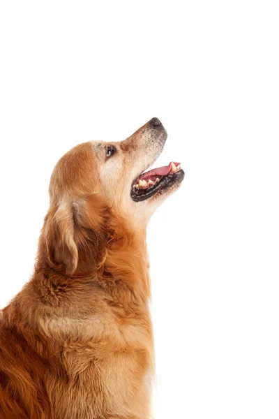 Bela Raça Cão Golden Retriever Estúdio Isolado Fundo Branco — Fotografia de Stock