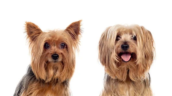 Yorkshire Cães Olhando Para Câmera Isolada Fundo Branco — Fotografia de Stock