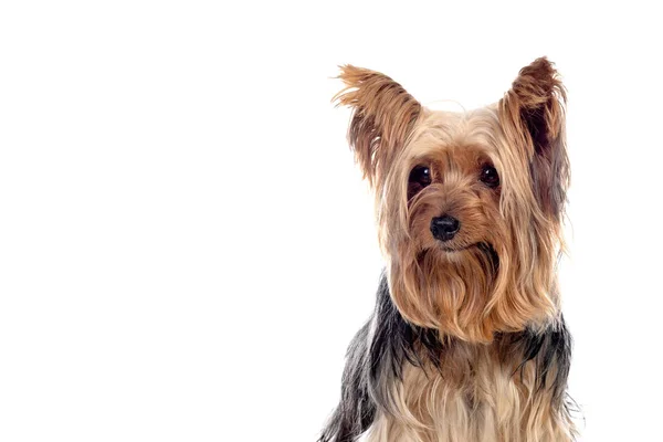 Rolig Liten Yorkshire Hund Isolerad Vit Bakgrund — Stockfoto