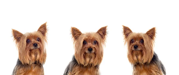 Tre Cani Dello Yorkshire Che Guardano Una Telecamera Isolata Uno — Foto Stock