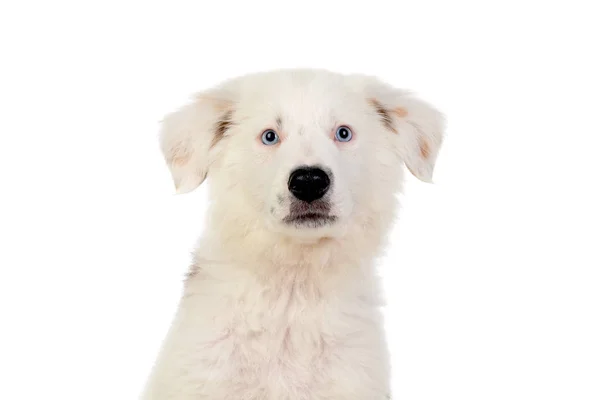 Güzel Köpek Yavrusu Mavi Gözlü Yumuşak Beyaz Saçlı — Stok fotoğraf