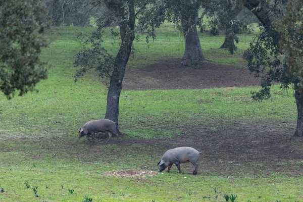 Iberian pigs grazing — Stock Photo, Image