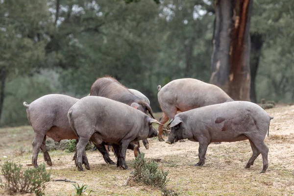 이 베 리코 돼지 방목 — 스톡 사진