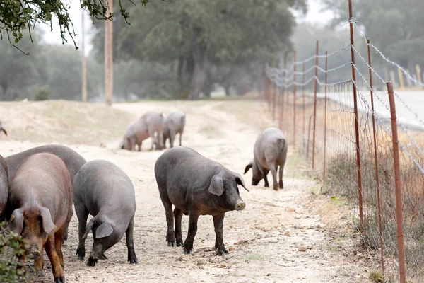 Cerdos ibéricos pastando —  Fotos de Stock