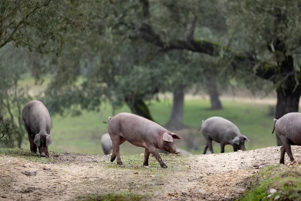 Iberische varkens begrazing — Stockfoto