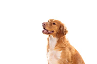 Güzel kahverengi Breton köpeği