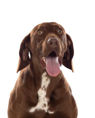 Güzel Brown Braco Alman Shorthair 