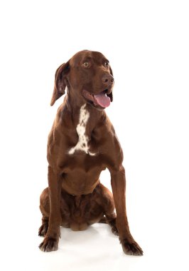 Güzel Brown Braco Alman Shorthair 
