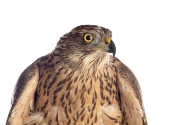 Şahin, güzel kuş. 