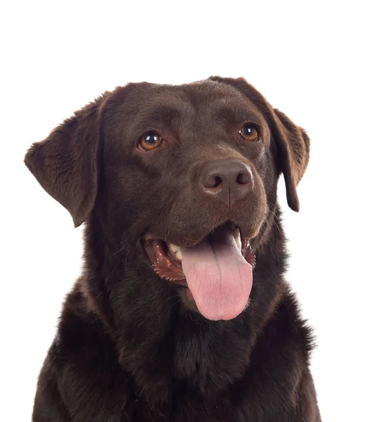 Hermoso perro Negro Golden Retriever — Foto de Stock