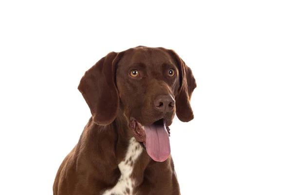 Beautiful Brown Braco German Shorthair — Stock Photo, Image