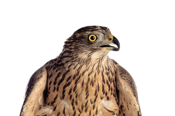 A goshawk, beautiful bird — Stock Photo, Image