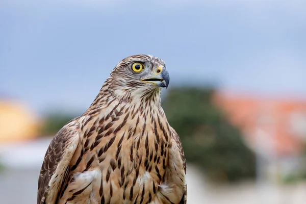 Kungsörn — Stockfoto