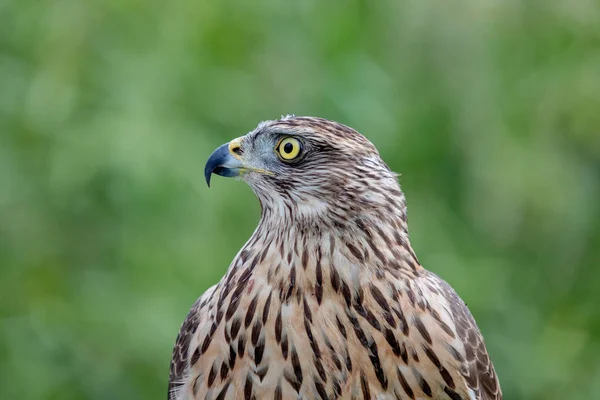 Kungsörn — Stockfoto