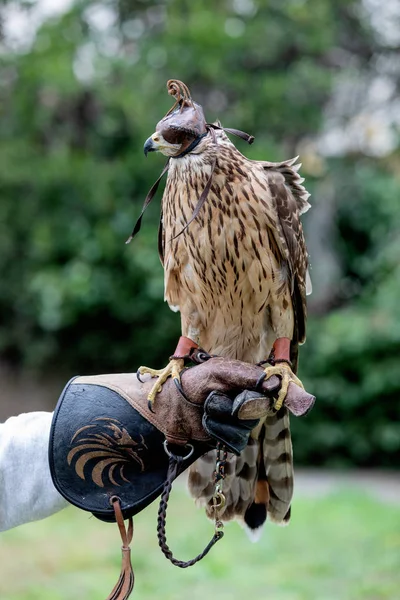 The art of falconry
