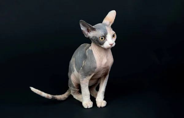Sphinx cat — Stock Photo, Image