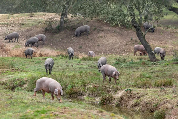 Porci iberici pășunând — Fotografie, imagine de stoc