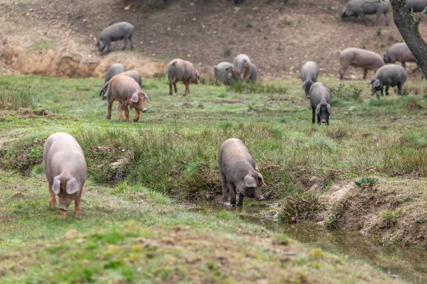 Suínos ibéricos pastando — Fotografia de Stock