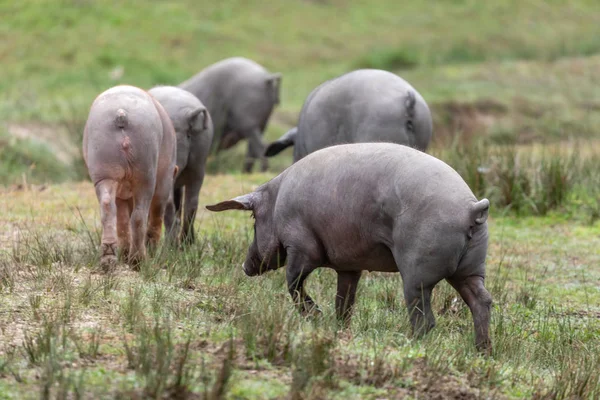 Иберийские свиньи пасутся — стоковое фото