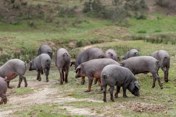 Suínos ibéricos pastando — Fotografia de Stock