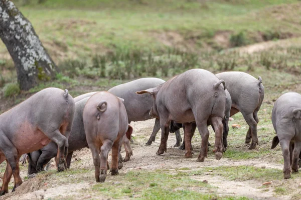 Cerdos ibéricos pastando — Foto de Stock