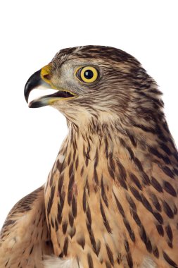 Şahin, güzel kuş. 