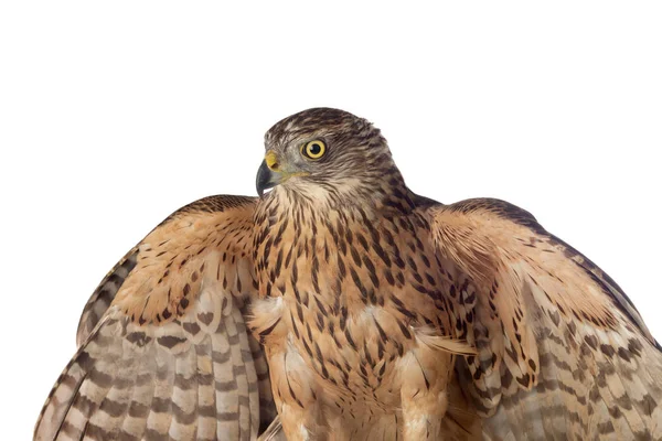 Goshawk, krásný pták — Stock fotografie