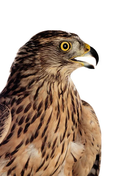 A goshawk, beautiful bird — 스톡 사진