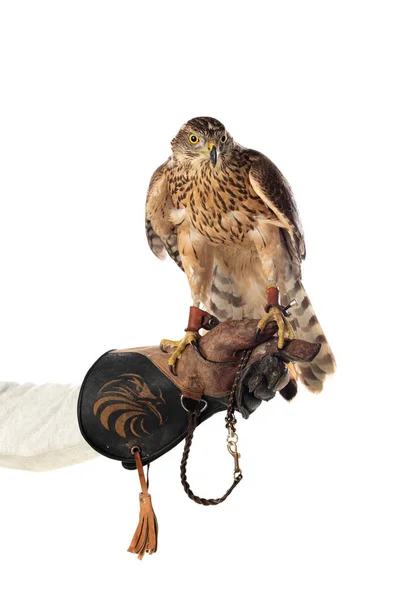 The art of falconry — Stock Photo, Image