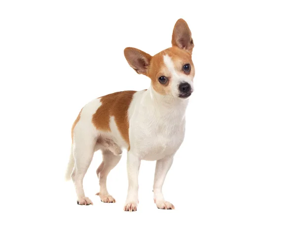 Chihuahua branco engraçado com orelhas grandes — Fotografia de Stock