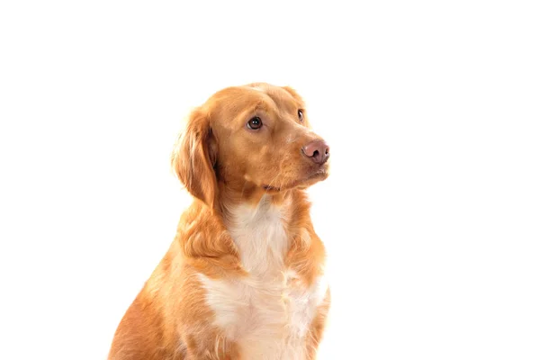 Hermoso perro bretón marrón — Foto de Stock