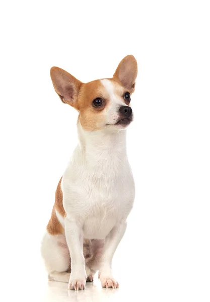 Chihuahua branco engraçado com orelhas grandes — Fotografia de Stock