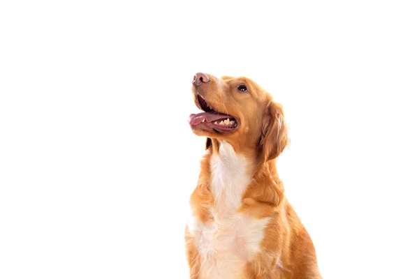 Beautiful brown breton dog — Stock Photo, Image