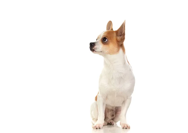 Funny white Chihuahua with big ears — Stock Photo, Image