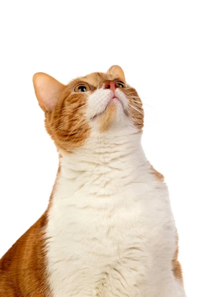 Gatto adulto marrone e bianco con sovrappeso — Foto Stock