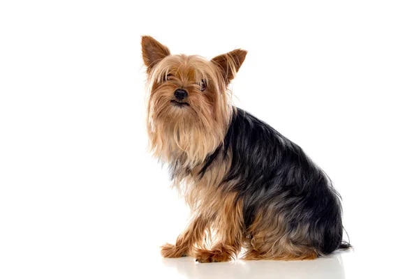 Смішний маленький йоркширський собака — стокове фото