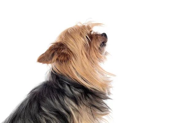 面白い小さなヨークシャーの犬 — ストック写真