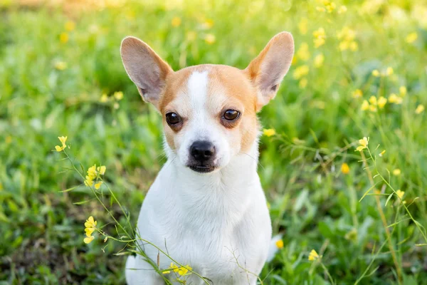 Zabawny biały Chihuahua z dużymi uszami — Zdjęcie stockowe