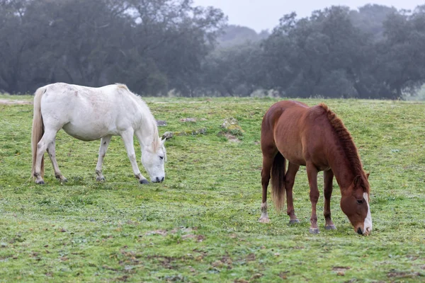 Paar paarden in een mistige dag — Stockfoto